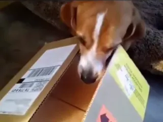 Bacon.mp4