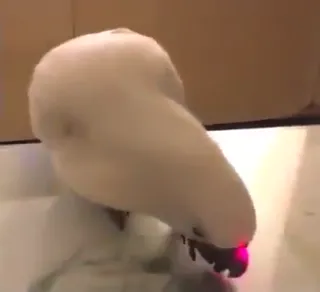 Birbs.mp4