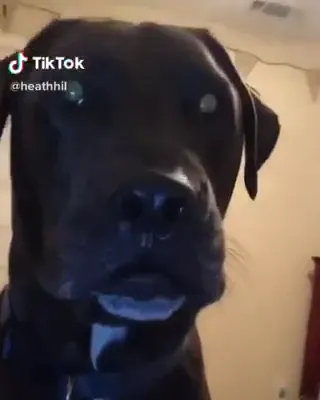 Canine_TikTok.webm
