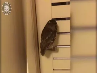 Carter_Gets_Home.webm