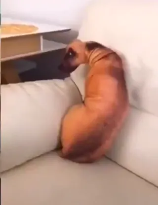 Carters_Couch.webm
