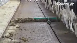 Cow_Pies.webm