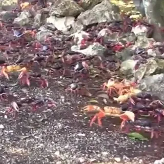 Crab_Format.mp4
