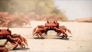 Crabito.webm