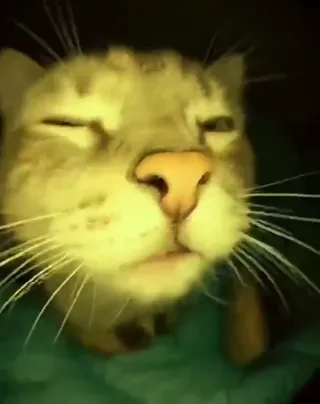 Disco_Cat.webm