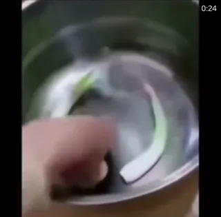 Dog_Sacrifice.mp4