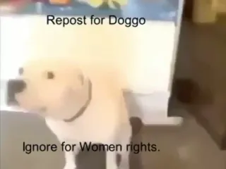 Doggo.mp4