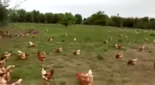 Dutch_Farmers.webm