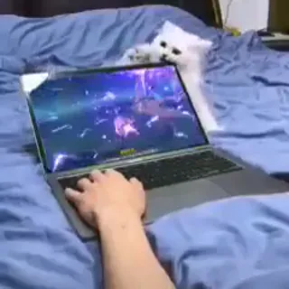 Gaming_With_The_Cat.mp4