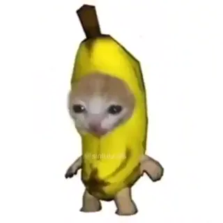 Golden_Meow.mp4