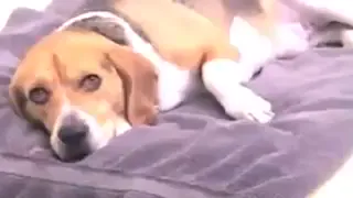 Good_Boy.mp4