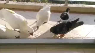 Half_Bird_3.webm