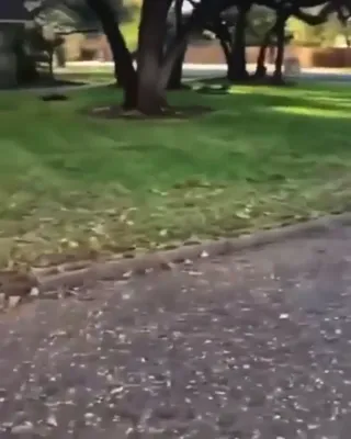 Holmes_Prank.mp4