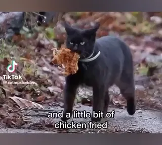 Kitten_Fried.mp4