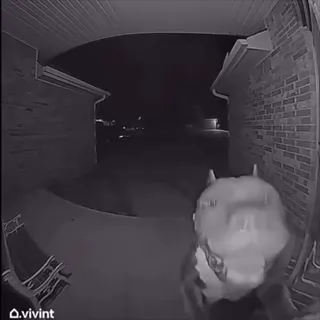 Latter_Day_Barks.mp4