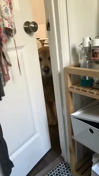 Lonely_Doggo.webm