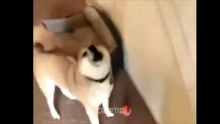 Meme_Replay_Right_Before_Death.webm
