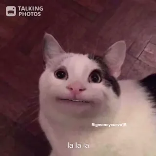 Polite_Cat.mp4