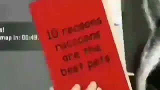 Raccoons.mp4
