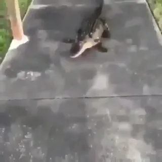 Scaled_Dog.mp4