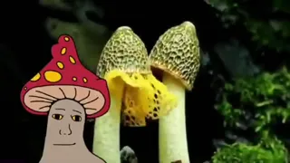 Shroomer.mp4
