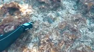 Turtles.mp4