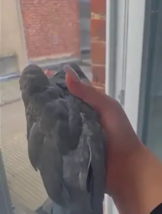 bird.mp4