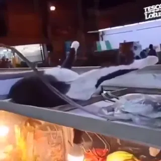 this_cat_lounging_on_the_street.mp4