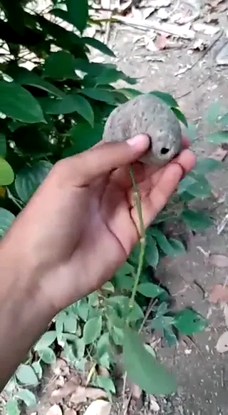 wasp.mp4