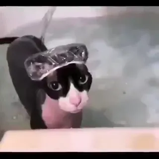 wet_pussy.mp4
