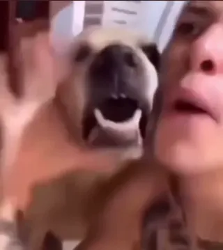 whattgedogdoin.mp4